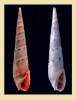 Hastula exacuminata