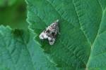 Syricoris lacunana - obaleč jahodníkový