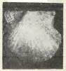 Leptopecten euterpes