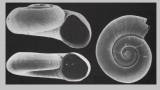 Xylodiscula lens