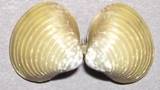 Corbicula fluminalis