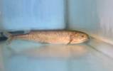 Hyperopisus bebe