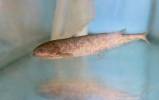 Hyperopisus bebe