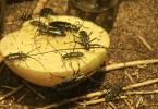 Psacothea hilaris hilaris