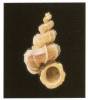 Cycloscala hyalina