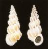 Epitonium aculeatum