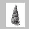 Epitonium alizonum