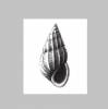 Epitonium continens