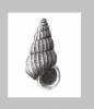 Epitonium thelcterium