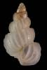 Epitonium algerianum