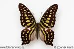 Graphium agamemnon agamemnon