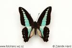 Graphium sarpedon luctatius