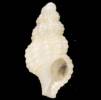 Chauvetia giunchiorum