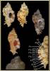 Naquetia rhondae