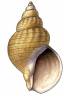 Buccinum fragile