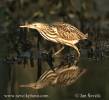 Ixobrychus minutus - bukáček malý