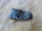 Orthosia incerta - jarnice březnová