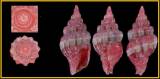 Atlantilux rubra