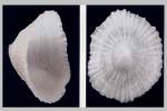Trimusculus mammillaris