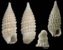 Dizoniopsis aspicienda