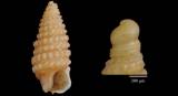 Dizoniopsis abylensis