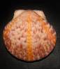Argopecten gibbus