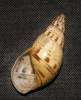 Amphidromus abbasi