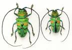 Sternotomis callais