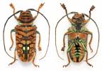 Sternotomis chrysopras