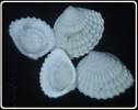 Cardiolucina australopilula