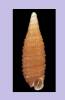 Seila bandorensis