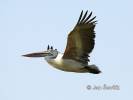 Pelecanus philippensis - pelikán skvrnozobý