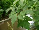 Acer negundo - javor jasanolistý