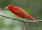 Piranga rubra