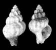 Pseudoneptunea varicosa