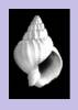 Nassarius obesus