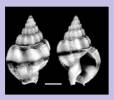 Nassarius stolatus