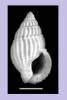 Nassarius idyllius