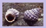 Nodilittorina tuberculata