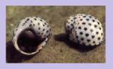 Littorina mespillum