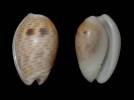 Persicula interruptolineata - ohnutka črtaná
