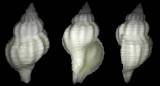 Urosalpinx cinerea