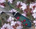 Zygaena lavandulae
