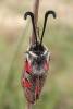 Zygaena rhadamanthus