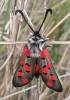 Zygaena rhadamanthus