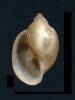 Physella acuta - levatka ostrá
