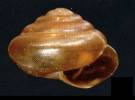 Euconulus fulvus - Brown Hive
