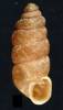 Granopupa granum