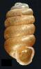 Truncatellina callicratis