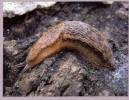 Arion subfuscus - Dusky Arion